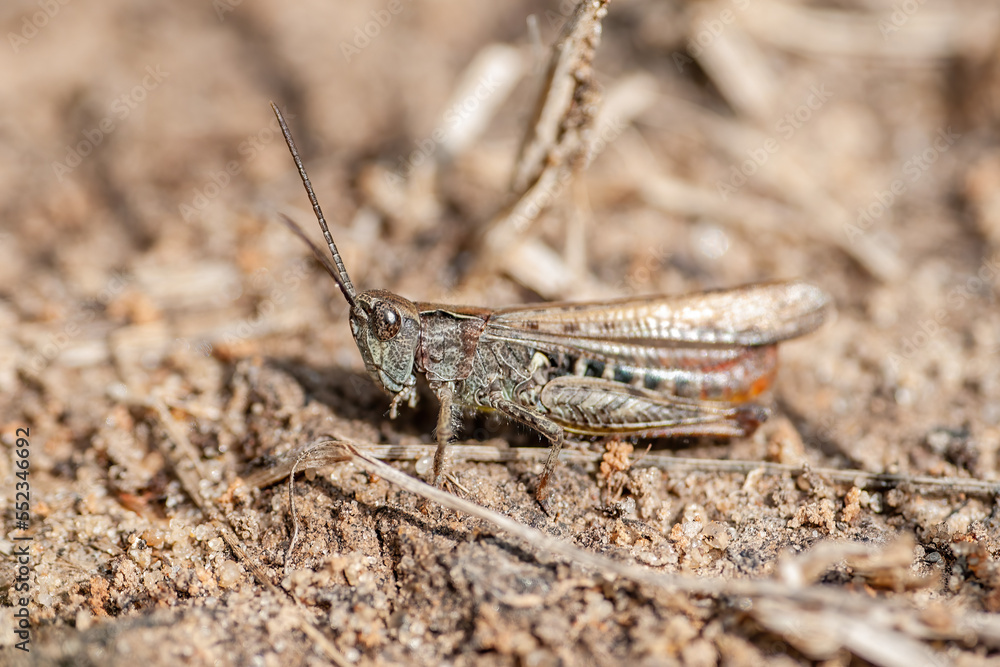 Common Grasshopper Insect on Ground Macro Common Grasshopper Insect on Ground Macro