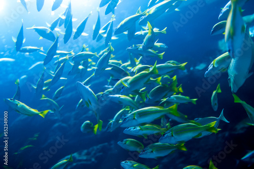 Underwater wildlife at aquarium in Dubai with fish close up.