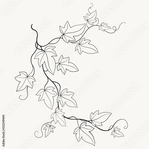 Floral ivy drawing decorative ornament flat design.
