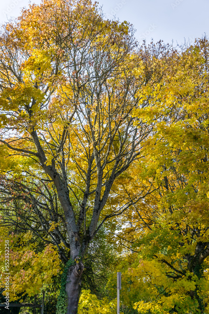 Seatac Yellow Autumn Trees 8