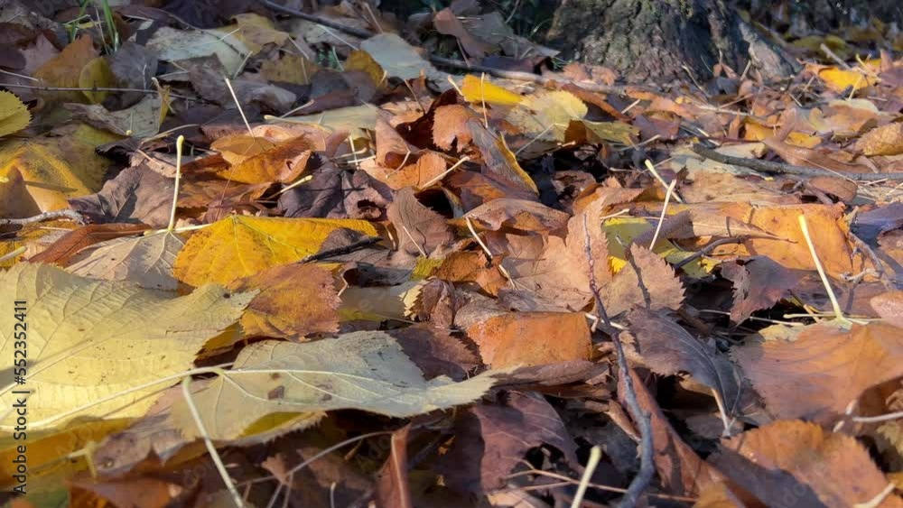 Autumn leaf near the tree Autumn leaf near the tree