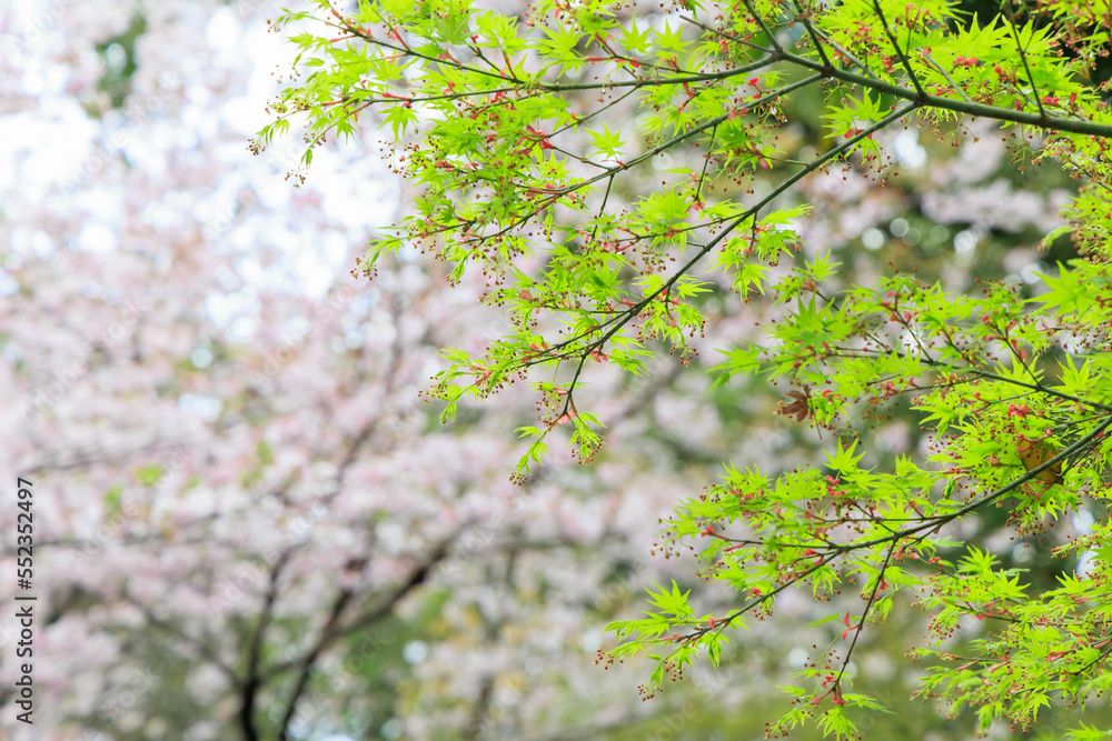 小城公園の桜ともみじ「佐賀県」 小城公園の桜ともみじ「佐賀県」