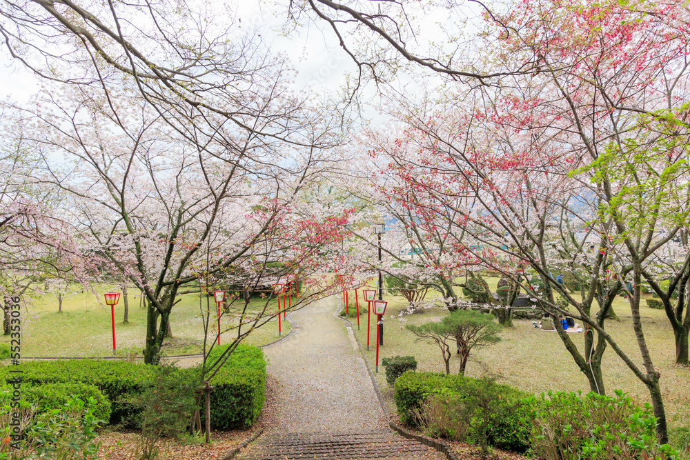 Fototapeta premium 小城公園の桜道「佐賀県」
