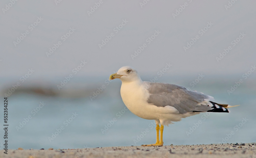 Yellow-legged Gull (Larus michahellis), Crete, Greece Yellow-legged Gull (Larus michahellis), Crete, Greece