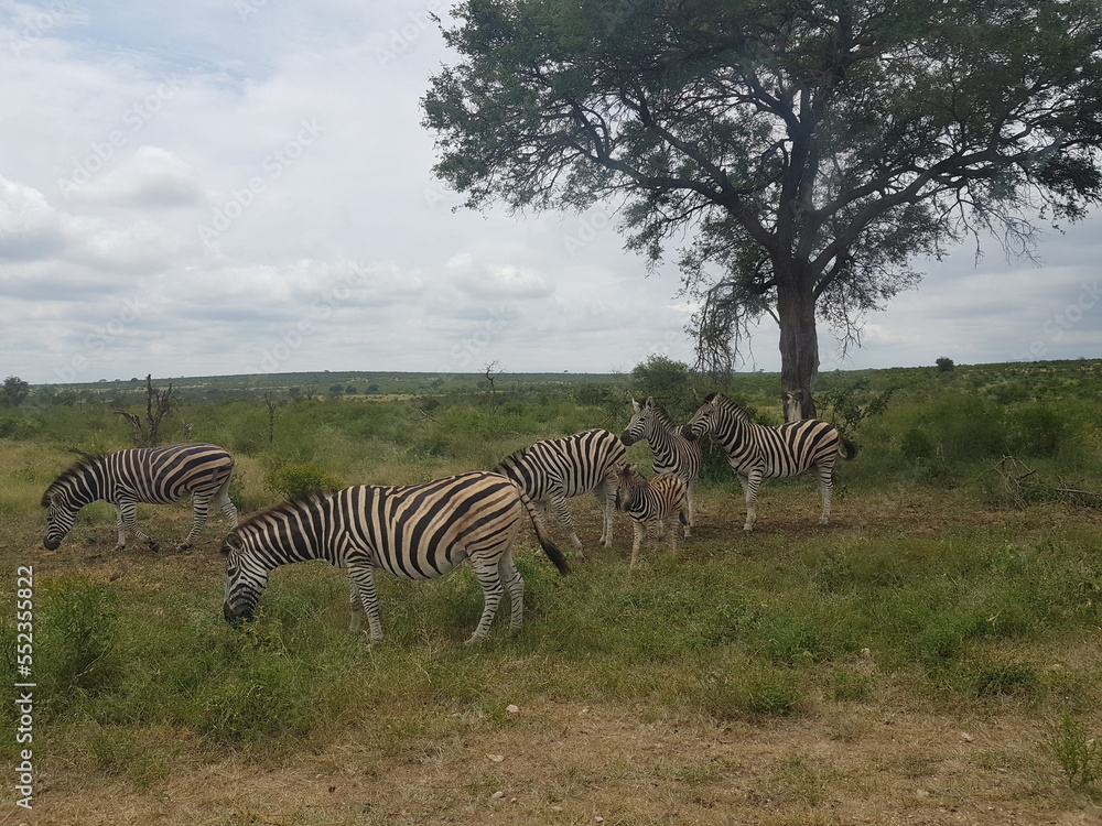 Fototapeta premium Zebraherde