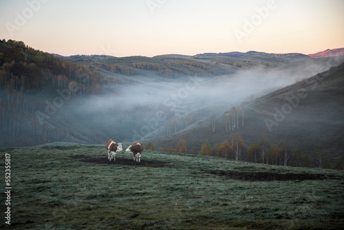 Cows grazing grass on a hil...