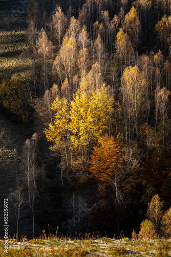 Majestic autumn nature landscape with birch trees in the mountains. 