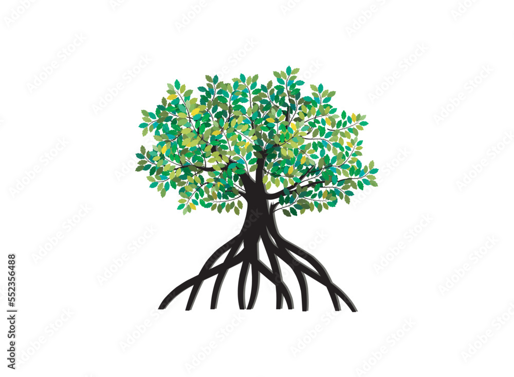 Fototapeta premium mangrove tree isolated on white