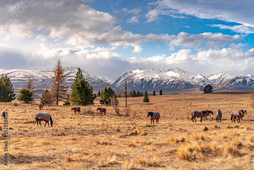 Beautiful view along the Godley Peaks Road to the Mt John Astronomical Observatory, Canterbury, New Zealand, South Island. Horse stable along the road for horse riding experience. 