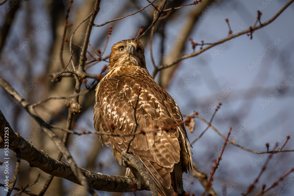 Red-tailed Hawk perched on a tree branch Red-tailed Hawk perched on a tree branch