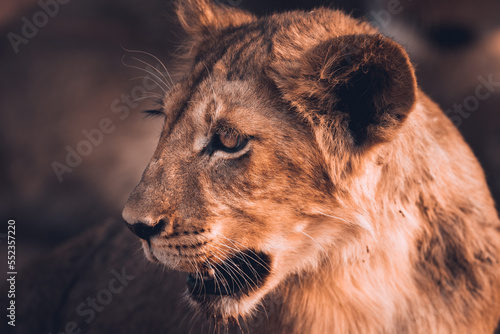 portrait of a young lion