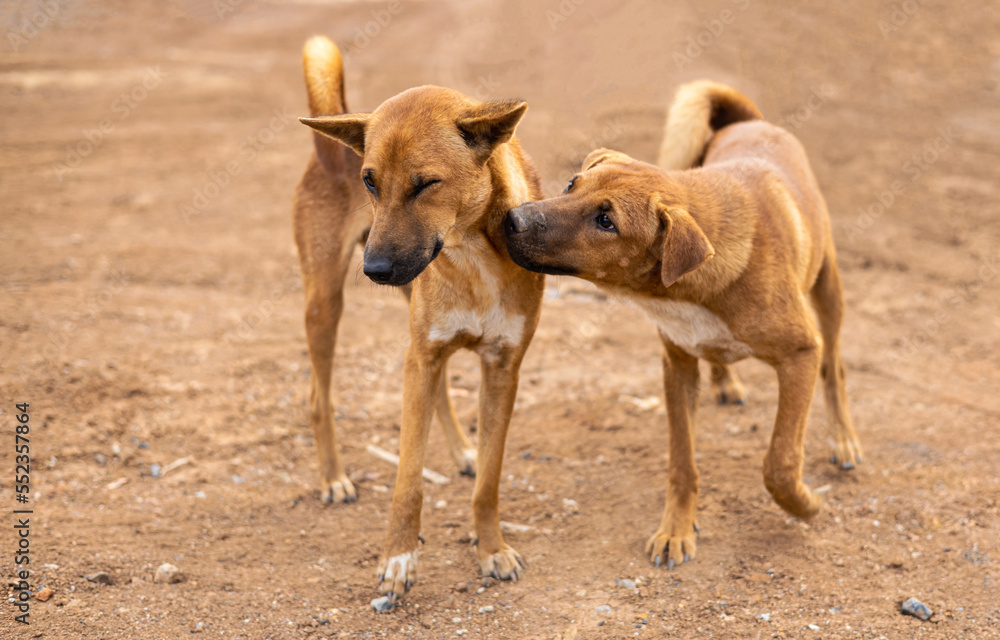 Close-up view of two brown Thai dogs happily playing. Close-up view of two brown Thai dogs happily playing.