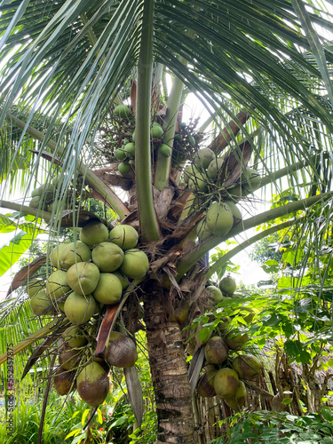 Green coconut tree