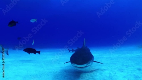 Diver investigated by a tiger shark