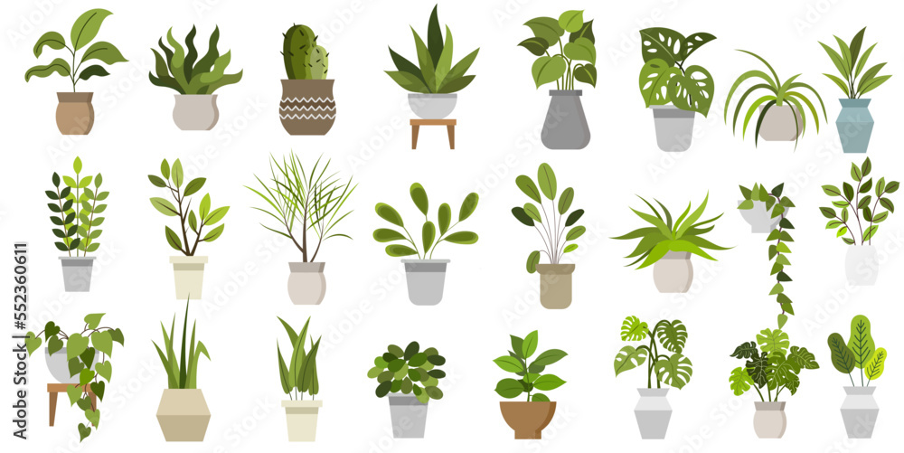 Flat vector Illustration of a foliage plant  - obrazy, fototapety, plakaty 