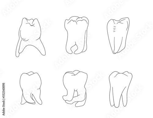 Diversity of molar teeth roots shapes. Hand drawn icons set.