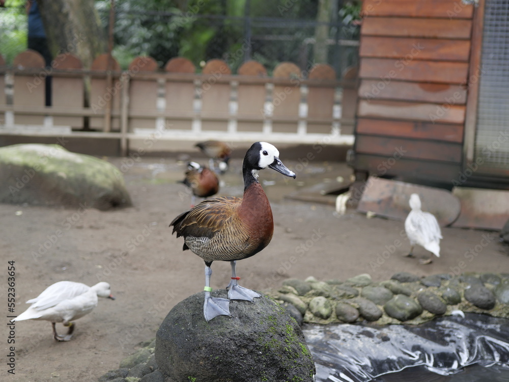 Fototapeta premium Conservation of wild animals from nature that are endangered due to global warming and environmental pollution, exotic animals, animal parks in zoos