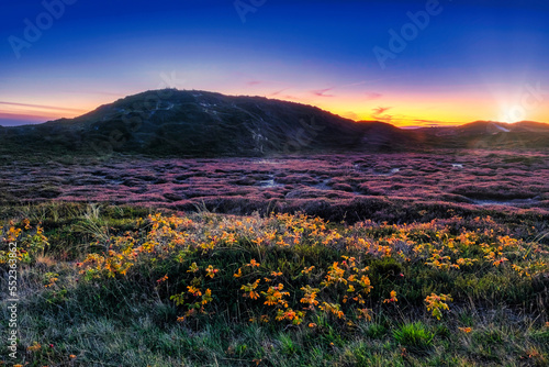 Sylt - Heidekraut im Abendrot bei Sansibar