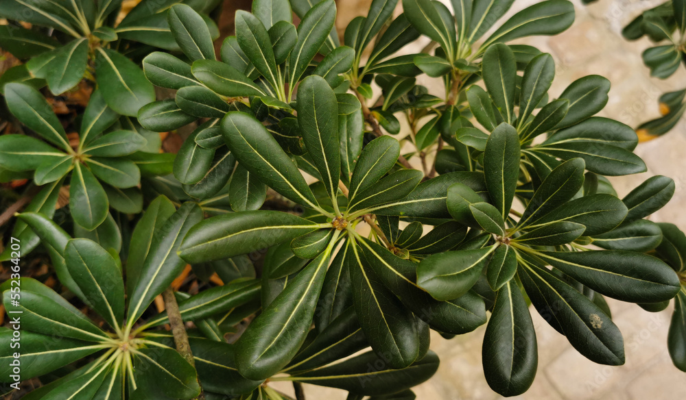 Pitosforo Pittosporum tobira (Thunb.) W.T.Aiton Pitosforo Pittosporum tobira (Thunb.) W.T.Aiton