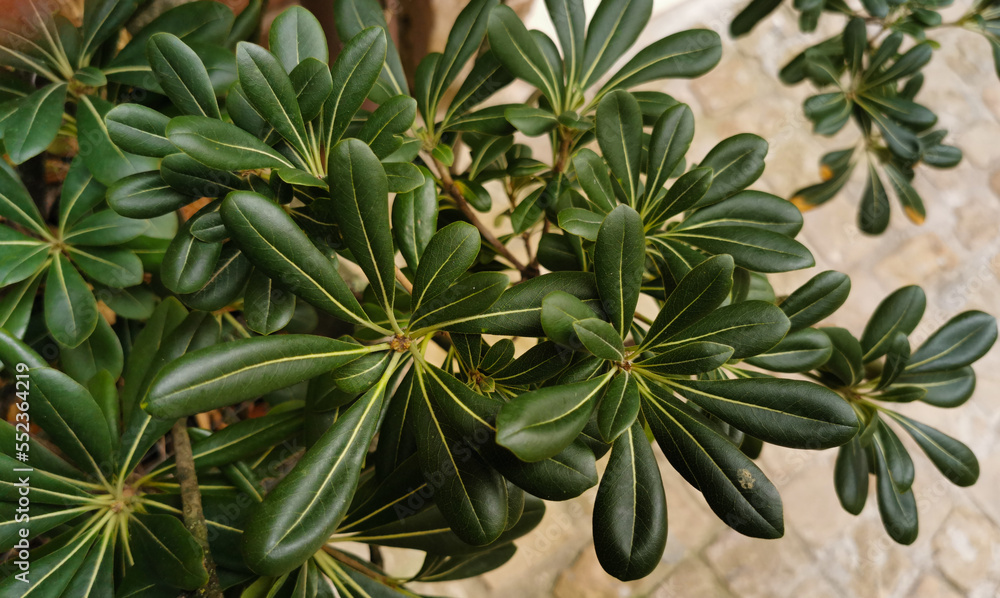 Pitosforo Pittosporum tobira (Thunb.) W.T.Aiton Pitosforo Pittosporum tobira (Thunb.) W.T.Aiton