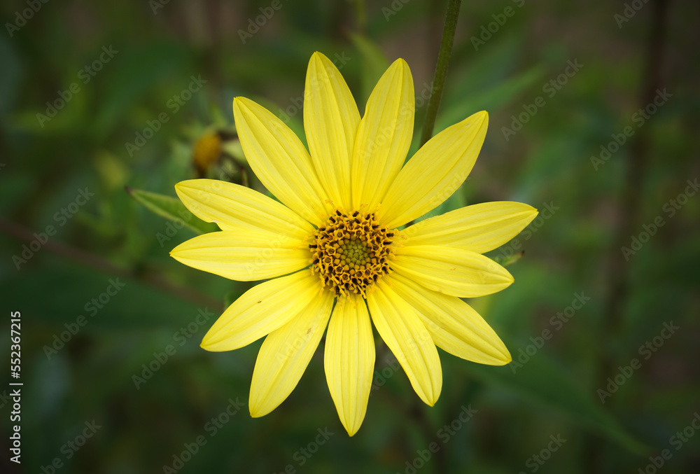 bright yellow flower growing in season. springtime colors in park garden. yellow flower head in bloom bright yellow flower growing in season. springtime colors in park garden. yellow flower head in bloom