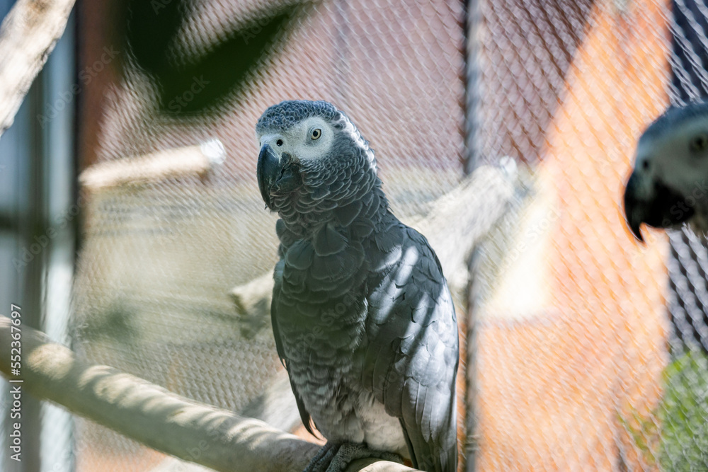 Fototapeta premium parrot in cage