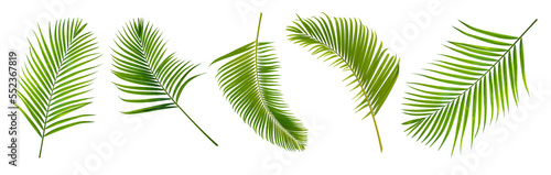 Palm leaves Green nature Tropical forest isolated on transparent background - png	