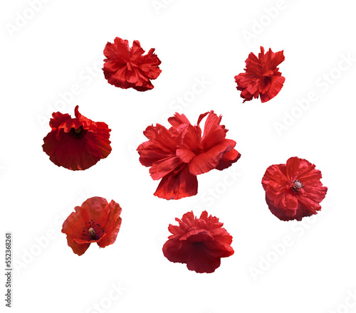 many red poppy seed flowers isolated on transparent background png