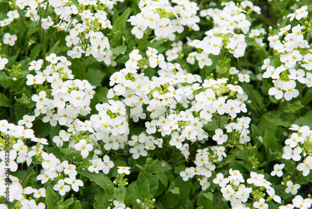tiny white flowers of Alyssum maritimum, common name sweet alyssum or sweet alison tiny white flowers of Alyssum maritimum, common name sweet alyssum or sweet alison
