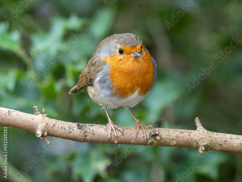 Robin Perched on a Branch © Stephan Morris 