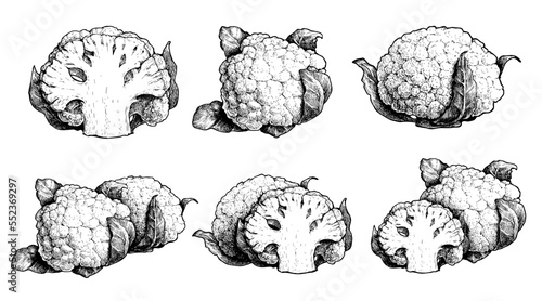 Hand drawn sketch style cauliflowers set. Organic food illustrations in retro vintage style. Vector drawings collection isolated on white background.
