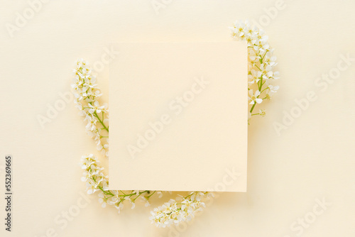  branches of blooming white bird cherry on a plain  delicate pastel background. 