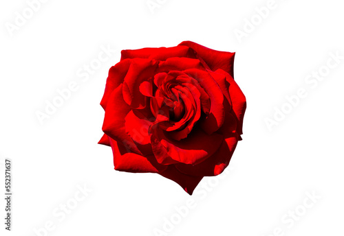 rose isolated from background  top view  for design