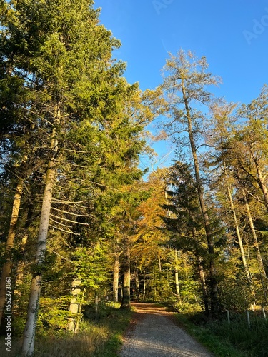 baum  herbst  wald  natur  landschaft  himmel  baum  green  fall  park  gras  holz  blatt  blatt  blau  gelb  jahreszeit  sommer  fr  hling  sonne  wasser  sch  n  laub  ausserhalb  cloud