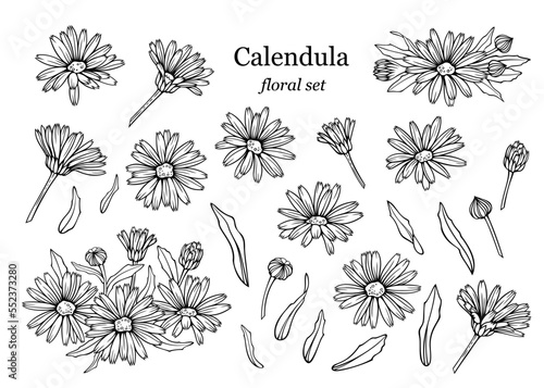 Сalendula flowers set, line art drawing. Marigold flowers, buds and leaves isolated on white background, vector illustration