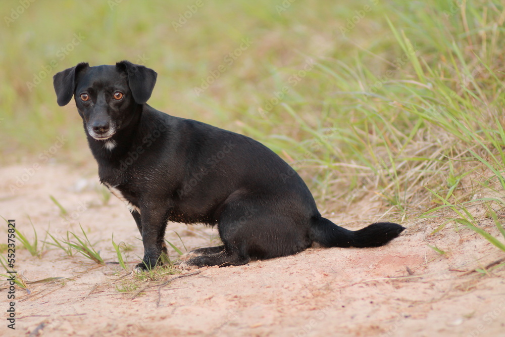 Small black dog on grass
