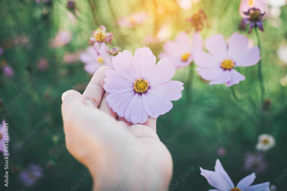 A close up of a women hand pick a pink cosmos. A close up of a women hand pick a pink cosmos.