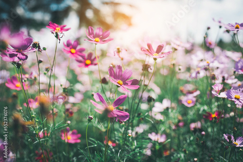 Cosmos flower blossom in garden..