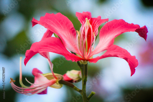 pink lily flower