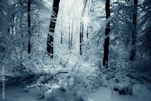 frozen trees in the woods, ...