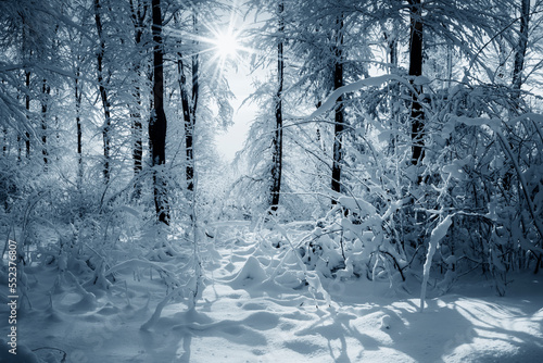 sun light in cold winter forest © andreiuc88