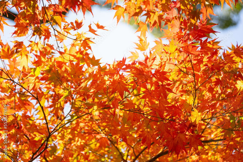 Close up Of Maple Tree leaves During Autumn with color change on leaf in orange yellow and red, falling natural background texture autumn concept Close up Of Maple Tree leaves During Autumn with color change on leaf in orange yellow and red, falling natural background texture autumn concept