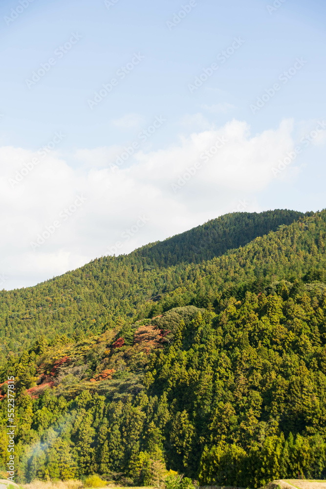 natural mountain range view with pine tree forest on the mountain under sunshine daytime with clear blue sky