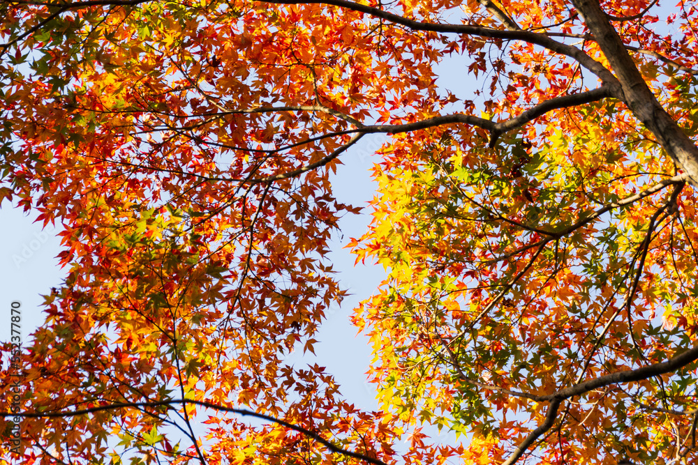 Close up Of Maple Tree leaves During Autumn with color change on leaf in orange yellow and red, falling natural background texture autumn concept Close up Of Maple Tree leaves During Autumn with color change on leaf in orange yellow and red, falling natural background texture autumn concept