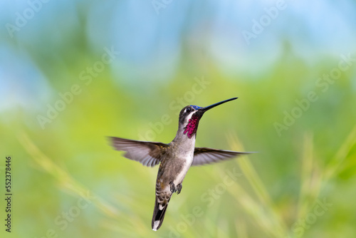 Beautiful scene of a Long-billed Starthroat hummingbird in flight with wings spread on a pastel green and blue background.
