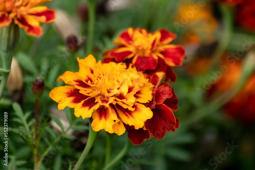 Marigold orange Tagetes flowers bloom in greenery