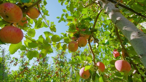 Bright sunlight shines over ripe red juicy apples hanging on lush tree branches in industrial garden against blue sky low angle shot
