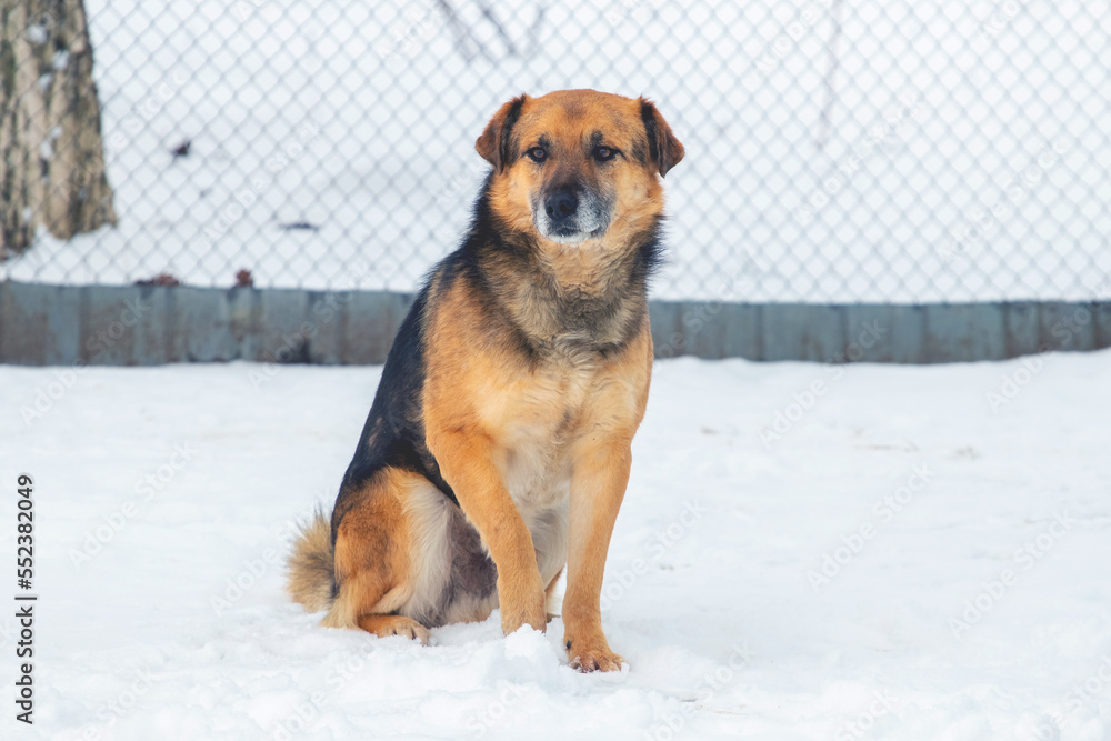 A big dog sits on the snow in winter A big dog sits on the snow in winter