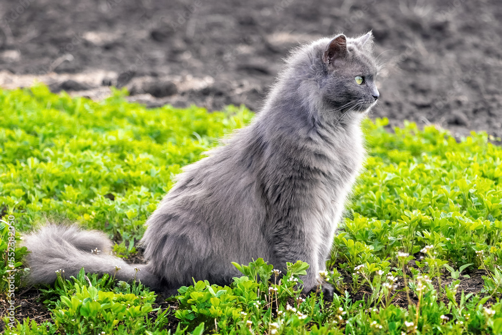 Obraz premium A gray cat sits on the grass, profile portrait of the cat