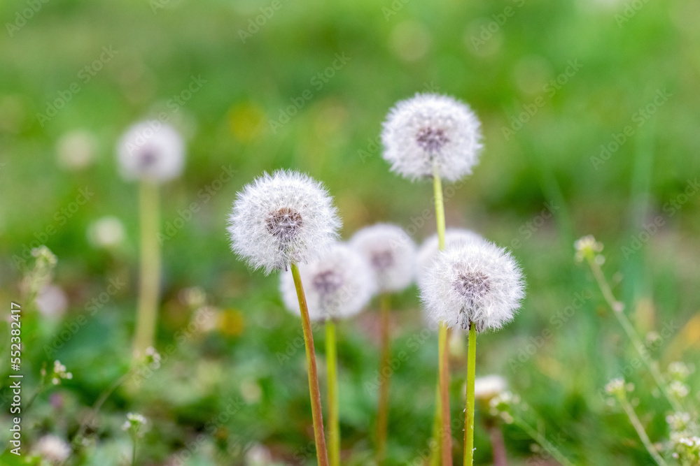 White dandelions on a meadow among the green grass White dandelions on a meadow among the green grass